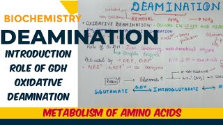 Deamination  introduction purpose role of GDH [upl. by Ahsenrad]