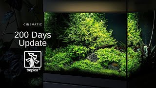 20 Gallon Aquascape  200 Day Update  Cinematic [upl. by Preuss166]