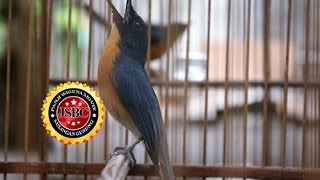 SUARA BURUNG  Aksi Sulingan Milik Om Rizal FU JSBC [upl. by Schulz]