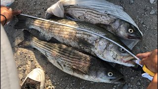 Limit out a week straight of Striper at Alviso San Jose CA HookampCook Oct 26 2020 [upl. by Munster]