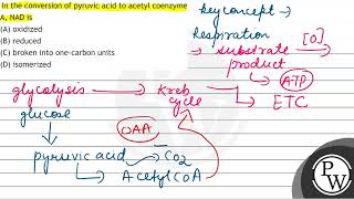 In the conversion of pyruvic acid to acetyl coenzyme A NAD is A [upl. by Grantland]