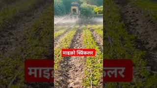 agriculture microsprinkler sprikler सिंचाई farmingtechonology shortsfeed technicalkheti [upl. by Cargian820]