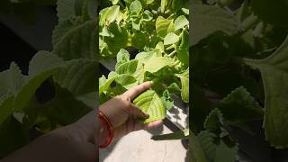 Ajwain plant ka ajib huaa ☘🪴 plants  garden [upl. by Mountfort]