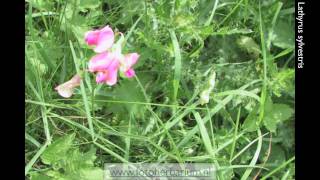 Lathyrus sylvestris Boslathyrus [upl. by Timmi37]