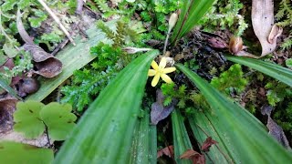 Curculigo orchioides  Ground palm  Herbal plant  බිම් තල්  බිං තල් [upl. by Aek]