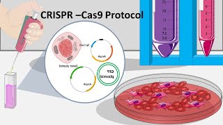 CRISPR Cas9  How CRISPR can be performed in the lab [upl. by Lered]