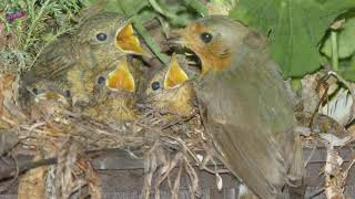 Rotkehlchen nistet auf meinem Balkon  Robin nests on my balcony [upl. by Edroi]