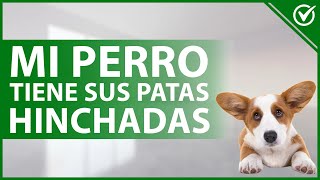 🐩 Mi PERRO tiene la PATA HINCHADA  Causas y qué debo hacer 🐾🐩 [upl. by Bary]