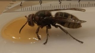 Starved european hornet gets a fill up with honey [upl. by Kcireddor]