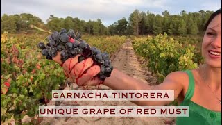 Garnacha Tintorera  unique grape of red must 🍇 [upl. by Esra234]