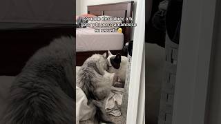 Sus caritas cuando se dan cuenta que los estaba viendo 🥺 gato perro mascotas viralvideo shorts [upl. by Kataway]