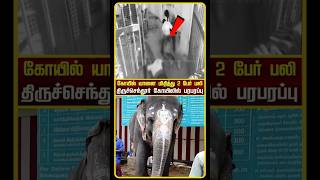 Tiruchendur Elephant  Tiruchendur Temple Elephant Attack  Tiruchendur Elephant Issue  shorts [upl. by Alleinnad]