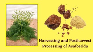 Harvesting and Post harvest Processing of Asafoetida [upl. by Halle]