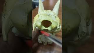 ANATOMY OF THE OCCIPITAL BONE OF THE GOAT [upl. by Abehs]