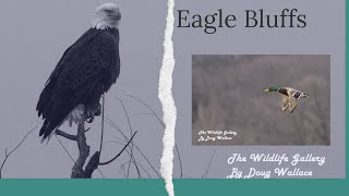 Eagle Bluffs  Wildlife Photography [upl. by Farleigh]