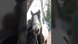 Reitstunde🫶🏼🐴✨️ reiten vlog reitstunde [upl. by Roderigo]