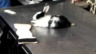 Rabbit with broken spine receives acupuncture treatment [upl. by Gnuhp]