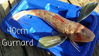 NZ Wharf Fishing In Winter  Catching Gurnard and Kahawai [upl. by Herschel348]