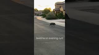 Javelina on my evening run Love seeing the Tucson wildlife wildlife tucson javelina [upl. by Stalk]