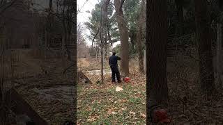 Cutting large boxelder [upl. by Maillij46]