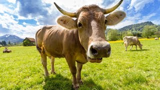 mooing cows cow sounds [upl. by Lewak]