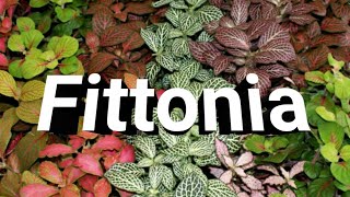 Facts about fittonia plant indoor garden [upl. by Capp508]