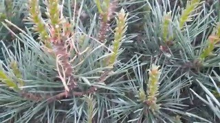 Removing Sawfly Larvae from Ornamental Pines [upl. by Attennyl]