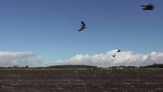 Goose Shooting Using Enforcer Goose Decoys [upl. by Threlkeld521]