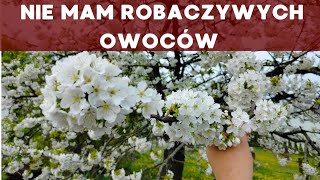 Co zrobić żeby nie mieć robaczywych owoców oprysk na robaczywe owoce [upl. by Trahurn]