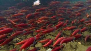 Kokanee Salmon at Causey Reservoir via Drone and Underwater 2017 [upl. by Schubert]