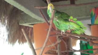 Perico cantando que bonito soy 2 [upl. by Avlem]