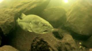 Scuba Dive in the Chattahoochee River  GoPro 1080HD 60 FramesSec [upl. by Templia]