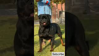 Top 3 powerful dog breeds vs made bull fight😡🔥 kon jitega shorts shortsfeed [upl. by Enytsuj240]