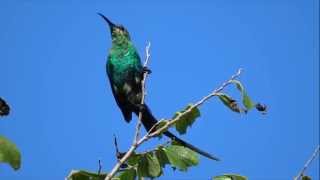 Malachite Sunbird [upl. by Ahsaercal]