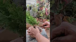 How to grow morphanki thuja from cutting in aloevera [upl. by Farris807]