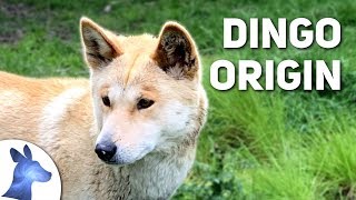 Origin of the Dingo Australias Ancient Canine [upl. by Malissa]