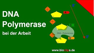 DNAPolymerase bei der Arbeit [upl. by Oicneconi]