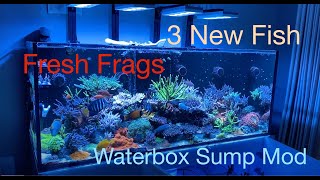 Treasure Corals Frags Sump Mod New Fish [upl. by Henden379]