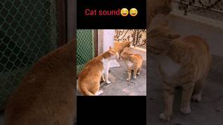 Cats fighting ytshorts animals catvideos [upl. by Gino372]