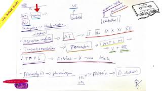 Antithrombotic mechanisms part Hemostasis LIVE by COILED in ENGLISH [upl. by Hollyanne915]