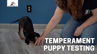 Temperament Puppy Testing [upl. by Merwyn]