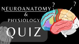 Neuroanatomy Quiz Anatomy and Physiology of the Cerebrum Lobes Gyri amp Sulci anatomyquiz shorts [upl. by Raddie547]