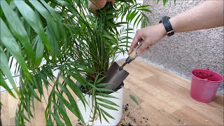 Repotting My Parlour Palm Chamaedorea elegans [upl. by Ardnek714]