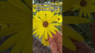 Daisy flowers🌻Dimorphotheca sinuataCape Marigoldsflowers ytshorts trendingshortsgardennature [upl. by Shaine]