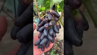 Highquality professional grape seedlings grape garden garden gardeningtips agriculture [upl. by Aseefan524]