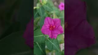 Marvelofperu  Mirabilis jalapa  the marvel of Peru or four oclock flower  Mirabilis plant [upl. by Iden116]