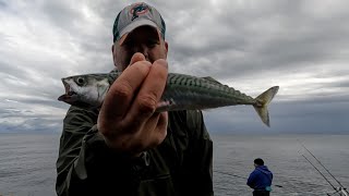 Fishing on Anglesey  15624  First Tope session of the year [upl. by Ebanreb658]