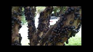 jaboticaba [upl. by Laohcin]