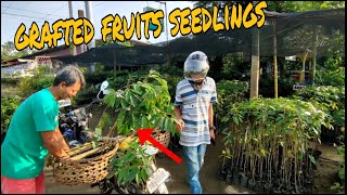 Alvin Fruit Trees Nursery SeedlingsMagandang Quality Na PangtanimLos Amegos Tugbok Davao city [upl. by Aw]