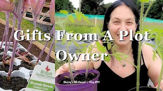 Planting Brussels amp Receiving Gifts From A Lovely Plot Owner ⛥ UK Allotment Vlog 14 ⛥ June 2024 ⛥ [upl. by Lyrahs331]